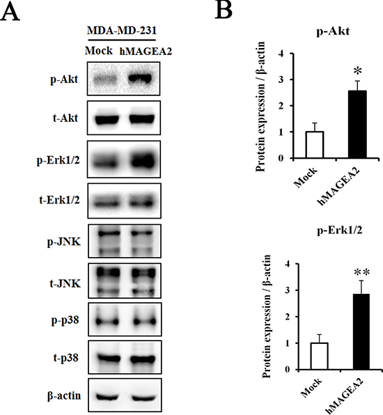 hMAGEA2 activates p-Akt and p-Erk1/2 in TNBC cell line.