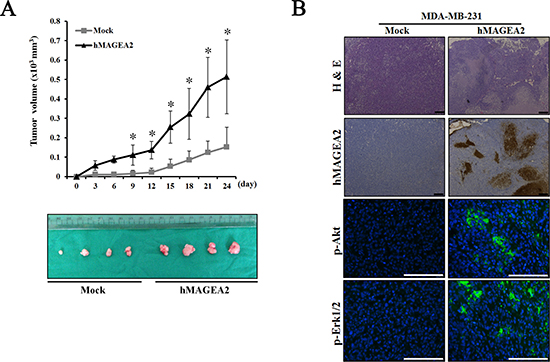 hMAGEA2 enhances xenograft tumor formation via activation of p-Akt and p-Erk1/2.