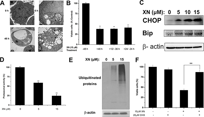 XN induces paraptosis of HL-60 leukemia cells.
