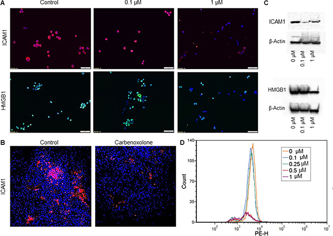 Effect of Carbenoxolone on HMGB1 and ICAM1 expression levels.