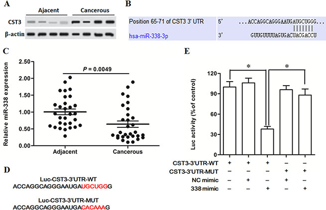 MiR-338 participates in the post-transcriptional suppression of CST3 gene.
