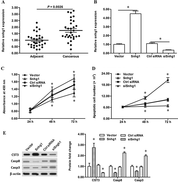 LncRNA-Snhg1 promoted esophageal cancer cell proliferation and CST3 expression.