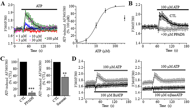 ATP induces concentration-dependent increase in the [Ca2+]i in Huh-7 cells.