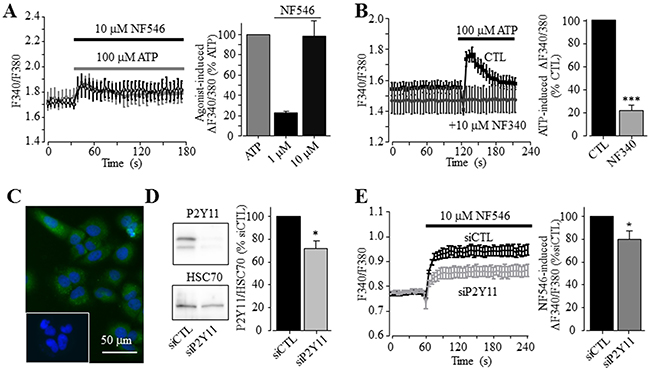 A key role of the P2Y11 receptor in ATP-induced increase in the [Ca2+]i in Huh-7 cells.