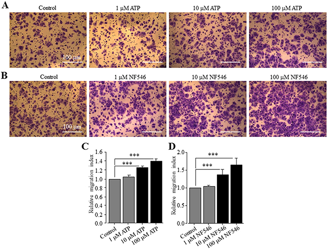 ATP stimulates Huh-7 cell migration via activating the P2Y11 receptor.