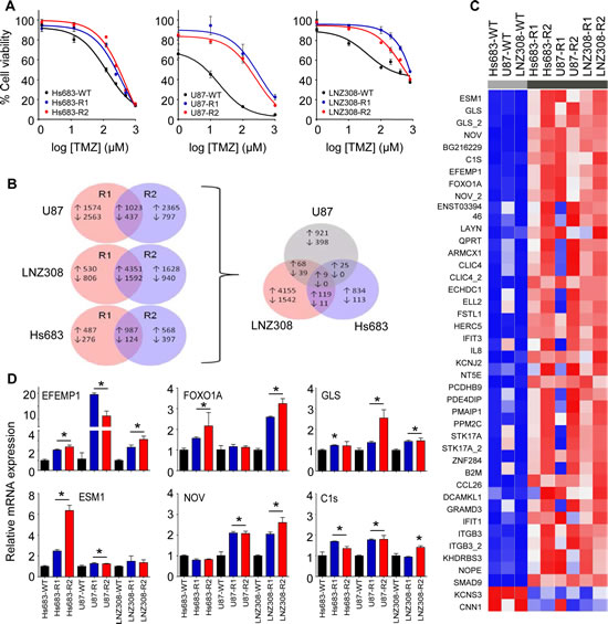 Identification of EFEMP1 as differentially expressed transcript in TMZ-resistant glioblastoma cells.