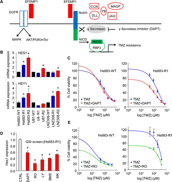 EFEMP1 induces Notch signaling in glioblastoma cells.