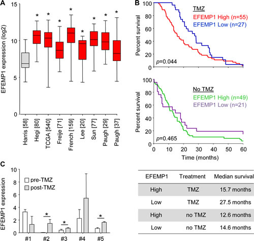 EFEMP1 expression correlates to TMZ treatment efficacy and survival in glioblastoma patients.