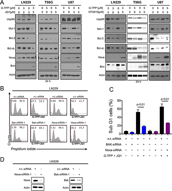 Treatment with G-TPP, BET-inhibitors and the combination treatment of BET-inhibitors and G-TPP modulates protein expression of the Bcl-2 family of proteins.