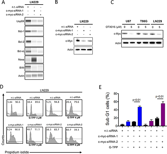 Silencing of c-myc sensitizes for Gamitrinib mediated cell death.