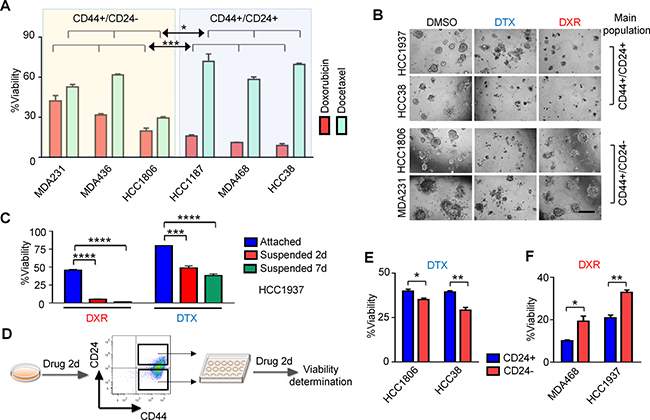 CD24+/high TNBC cells are resistant to docetaxel (DTX) and CD24&#x2212;/low TNBC cells are resistant to doxorubicin (DXR).