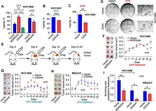 Targeting CD24 and its inhibitor gene NDRG2 by shRNAs improved chemotherapy sensitivity in vitro and in vivo.