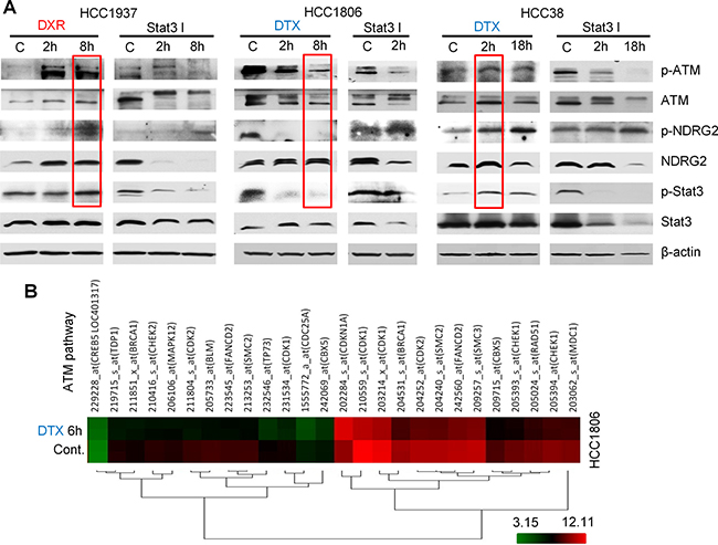 ATM signaling regulated by chemotherapy drugs.