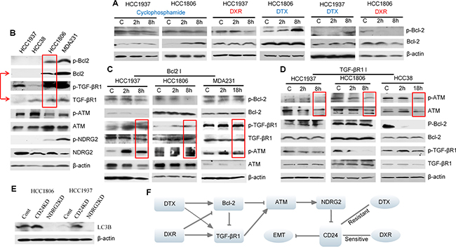 Interactions between Bcl-2, TGF-&#x03B2;R1 and ATM signaling in TNBC cells treated with either docetaxel (DTX) or doxorubicin (DRX).