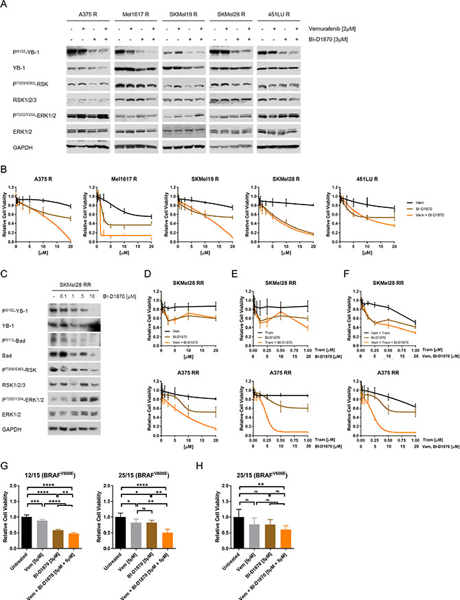 MAPK inhibitor resistant melanoma cells can be effectively targeted by RSK inhibition.