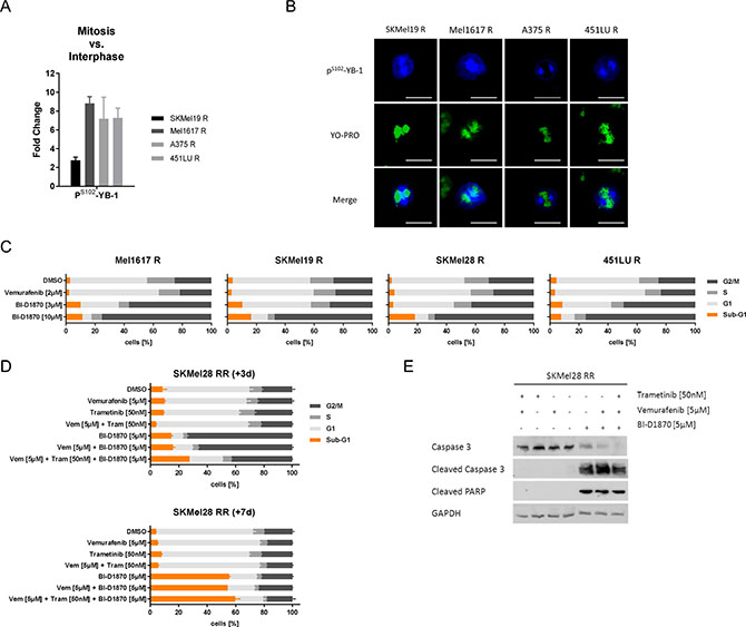 RSK inhibition induces a G2/M arrest and apoptotic cell death in resistant melanoma cells.