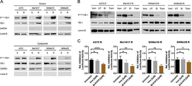 YB-1 activity is increased in vemurafenib resistant melanoma cells as a consequence of elevated MAPK/RSK signalling.