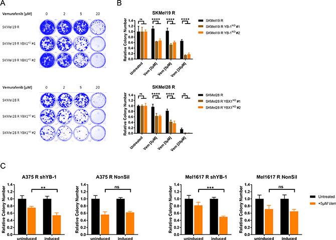 Resistant melanoma cells get re-sensitised to chronic vemurafenib treatment by targeting YB-1.