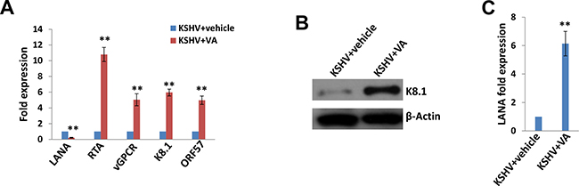 Induction of lytic reactivation and virus production from KSHV latently infected SiHa cells.