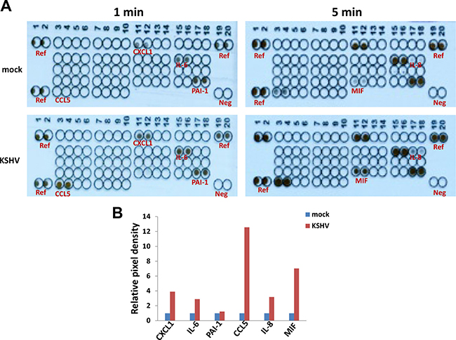 Cytokine/chemokine profile altered within KSHV latently infected SiHa cells.