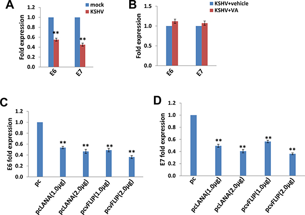 The down-regulation of HPV16 E6 and E7 by KSHV and/or viral latent proteins.