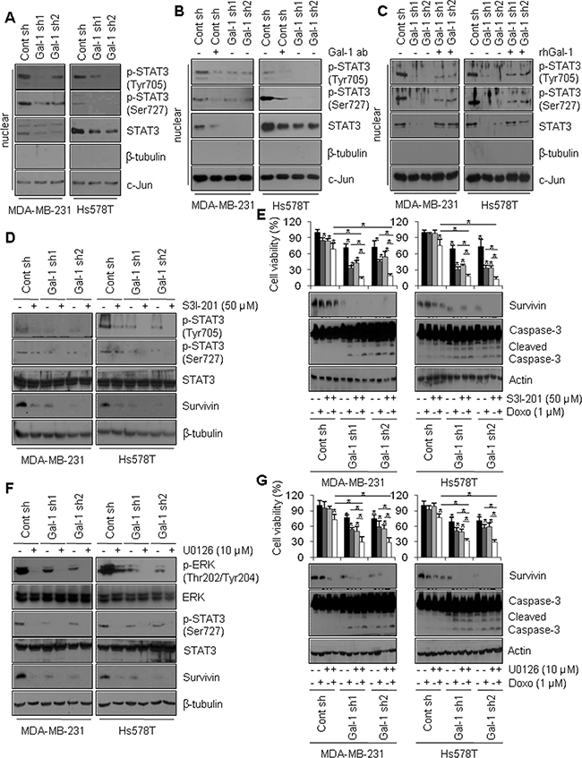 Galectin-1 drives survivin expression through the ERK/STAT3 pathway in human breast cancer cells.