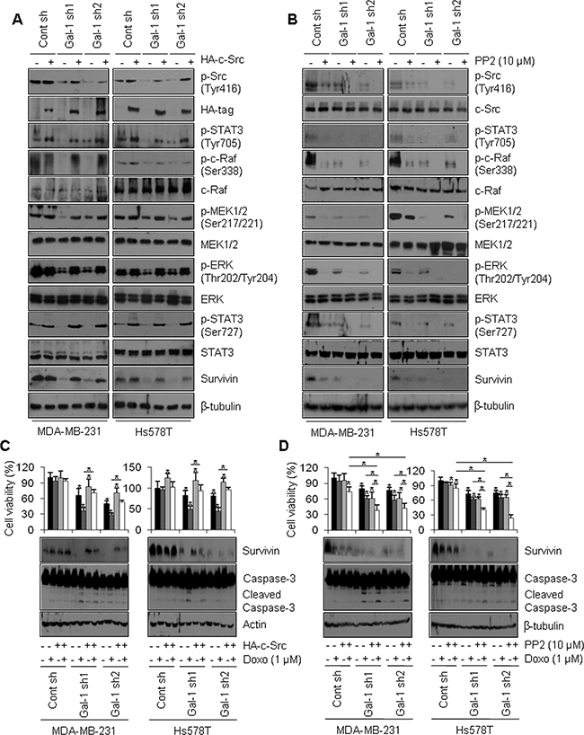 Galectin-1 ablation attenuates survivin expression via the c-Src/ERK/STAT3 signaling pathway.