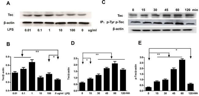 LPS induced the expression of Tec and phosphorylation of Tec protein.