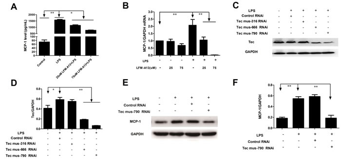Effects of LFM-A13 or siRNA pretreatment on MCP-1 mRNA expression and protein level in RAW264.7 cells after LPS exposure.