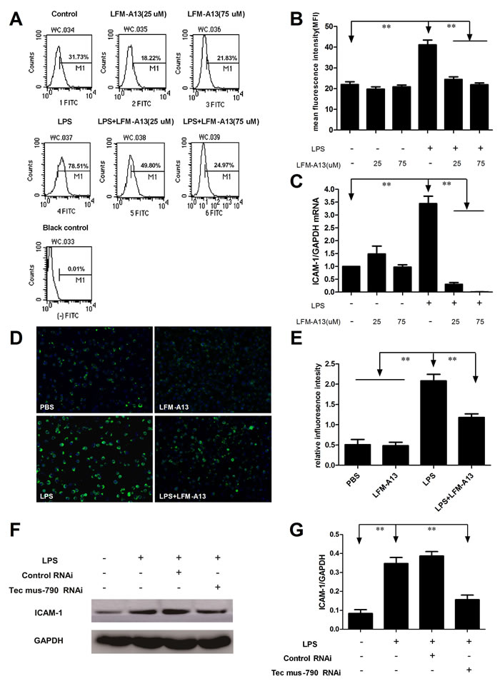 Effect of LFM-A13 or siRNA pretreatment on LPS-induced ICAM-1 expression.