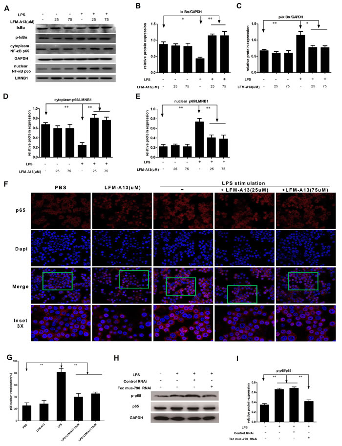 Effect of LFM-A13 or siRNA pretreatment on activity of NF-&#x3ba;B pathway.