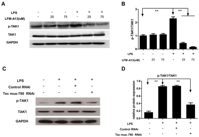 Effect of LFM-A13 or siRNA pretreatment on TAK1 expression.