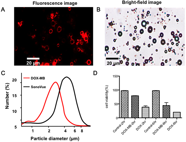 Physical and in-vitro characterization of DOX-loaded microbubbles (DOX-MB).