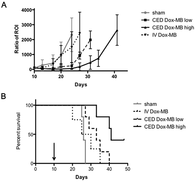 Tumor progression and survival analysis.