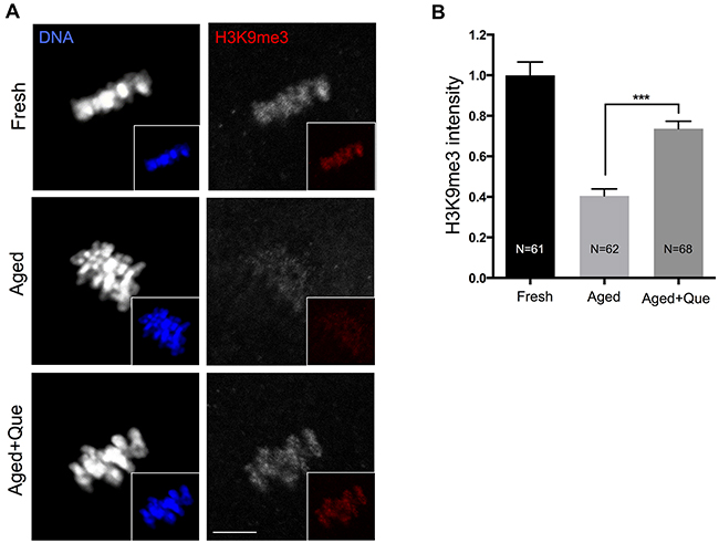 Effects of quercetin on histone H3K9 trimethylation during postovulatory aging.