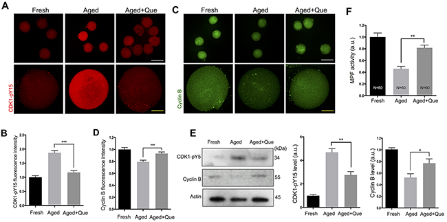 Effects of quercetin on MPF activity during postovulatory aging.