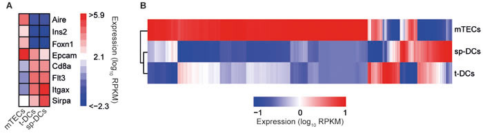 Global view on transcriptomes of thymic APCs.