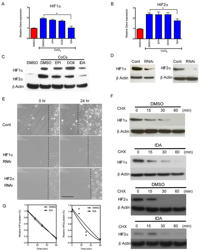 Anthracyclines interfere with the transcription of HIF-1&#x3b1; and HIF-2&#x3b1;.