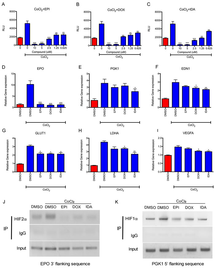 Anthracyclines suppress HIF transcriptional activity.