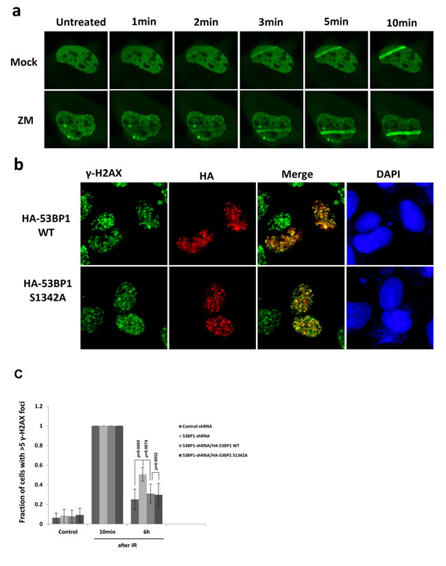 Phosphorylation of 53BP1 at S1342A by Aurora B is not involved in DNA repair signaling.