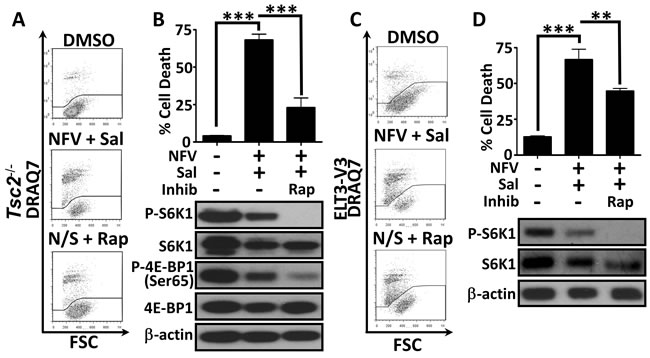 Dual treatment kills cells in a mTORC1-dependent manner.