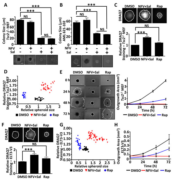 Dual nelfinavir/salinomycin treatment is effective in 3D models.