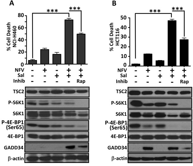 Sporadic cancer cell lines with hyperactive mTORC1 are also sensitive to nelfinavir and salinomycin.