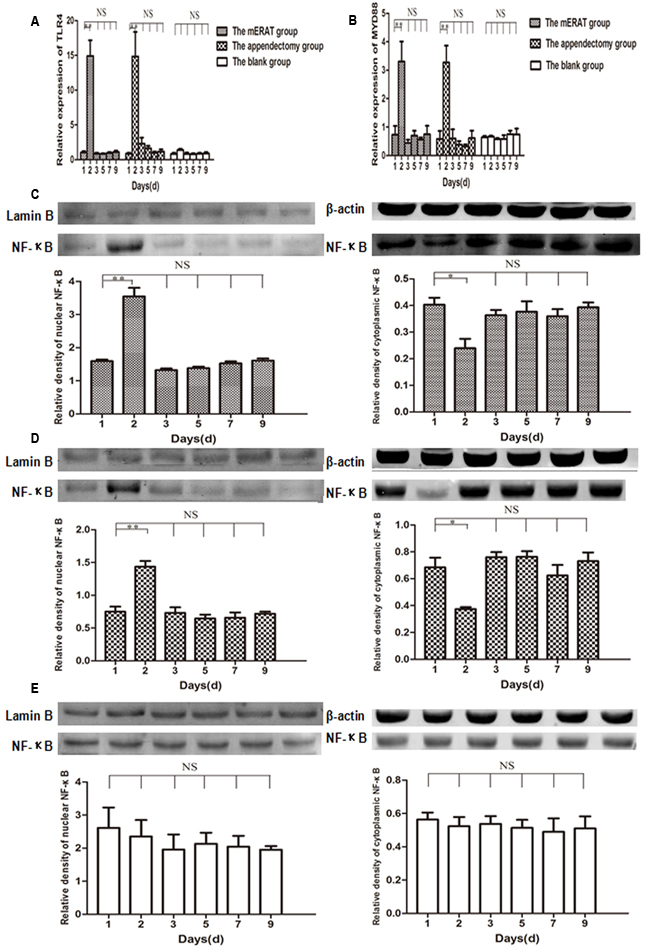 Relative expression of TLR4, MYD88, and NF-&#x3ba;B on the 1st, 2nd, 3rd, 5th, 7th, 9th day in rabbits of the mERAT group, the appendectomy group and the blank group.