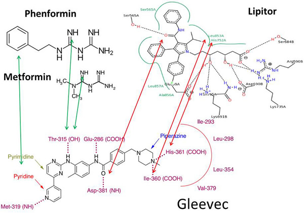 Gleevec&#x2019;s proton sharing binding properties