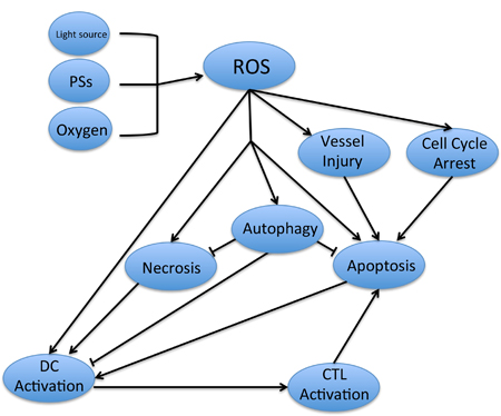 The relevant pathways involved in PDT-induced antitumor effect.