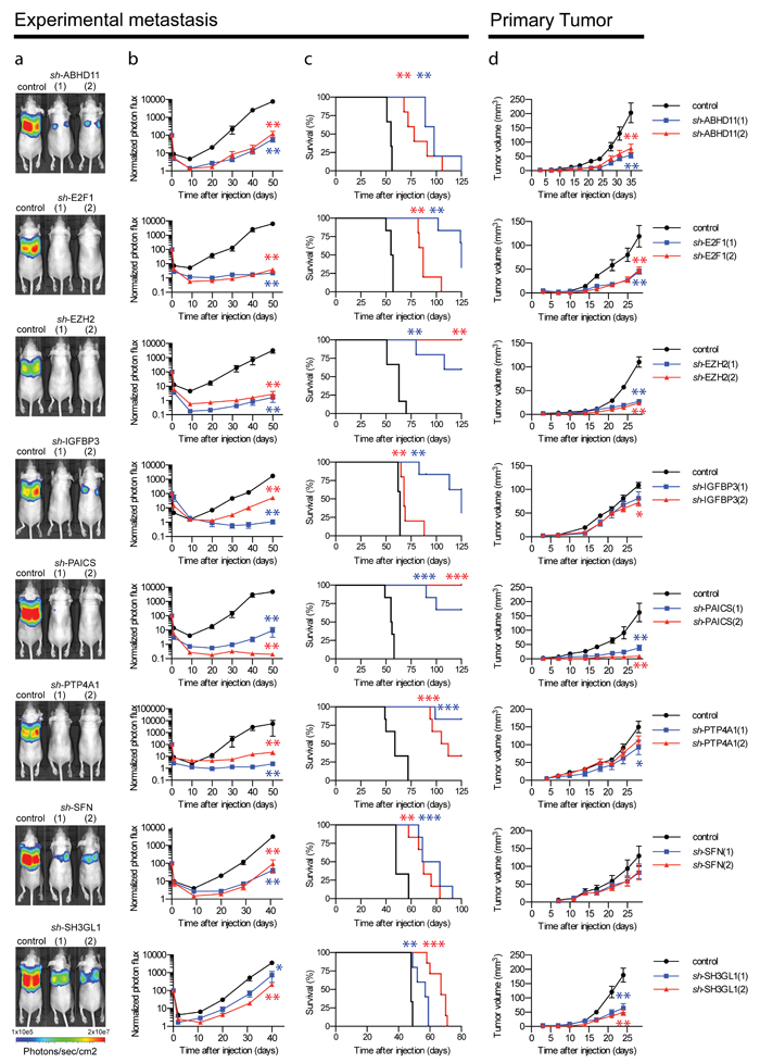 Essential contribution of nine individual genes to primary and metastatic breast tumor growth