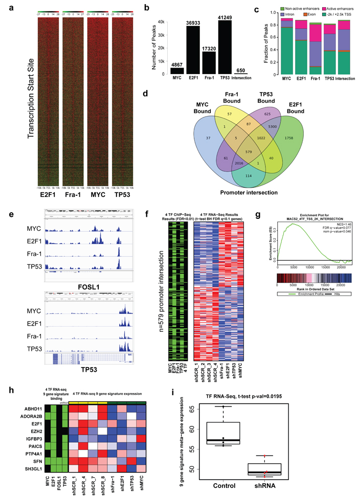 A substantial number of genes in the genome are bound, and regulated, by Fra-1, MYC, TP53 and E2F1.