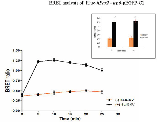 BRET assay shows specific PAR2-LRP6 interaction in fibrocystic HU cells.