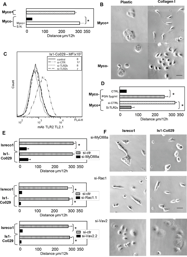 Mycoplasma infection triggers cell motility of Isreco1 cells on collagen I, involvement of TLR2 signalling.